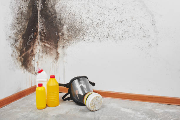 Best Home Mold Removal  in North Aurora, IL