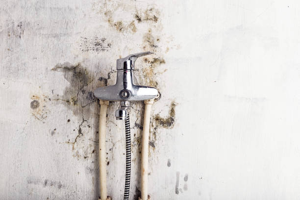 Best Mold Remediation  in North Aurora, IL