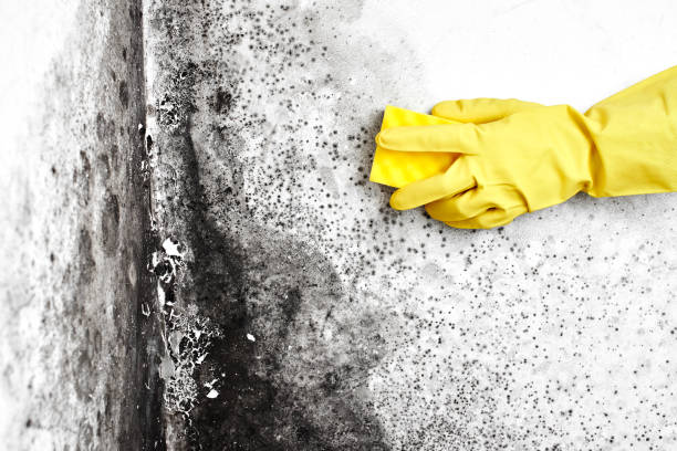 Best Local Mold Removal Service  in North Aurora, IL