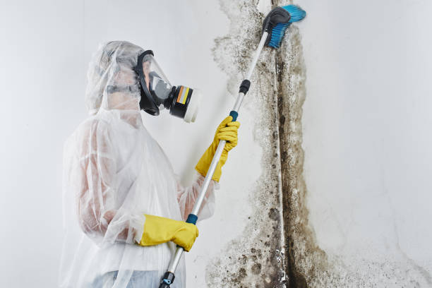 Best Toxic Mold Removal  in North Aurora, IL