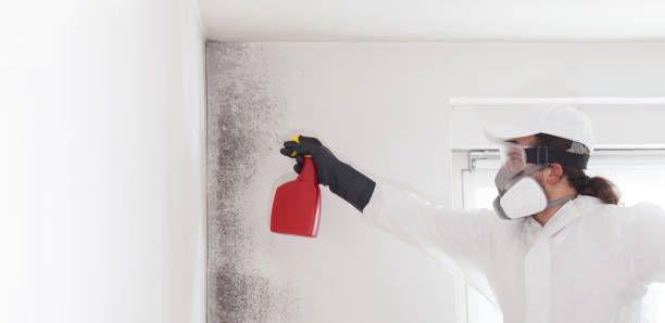 Attic Mold Removal in North Aurora, IL