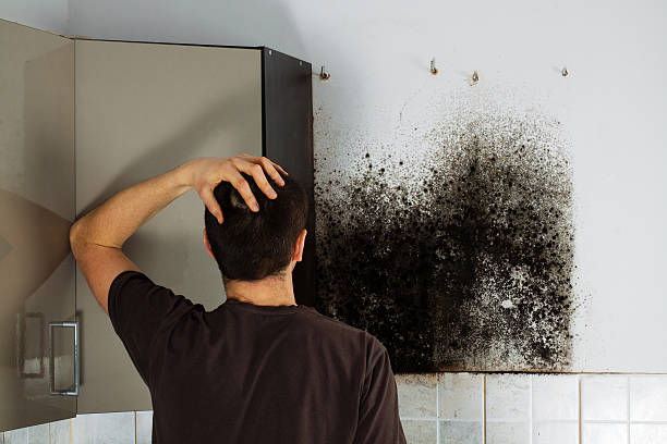 Best Black Mold Removal  in North Aurora, IL