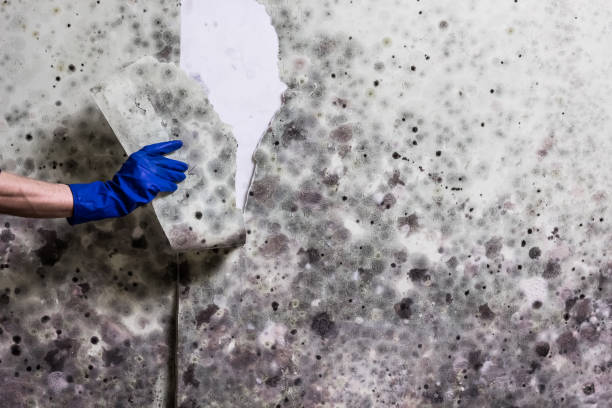 Best Office Mold Removal Services  in North Aurora, IL