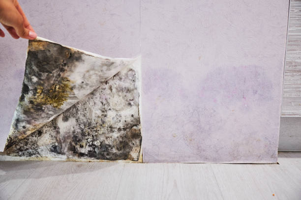 Best Toxic Mold Removal  in North Aurora, IL